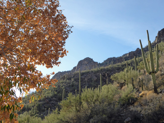 Sabino Canyon