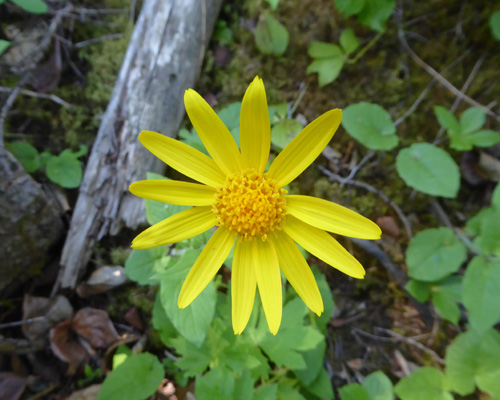 Heartleaf Arnica (Arnica cordifolia)