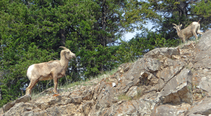 Bighorn sheep