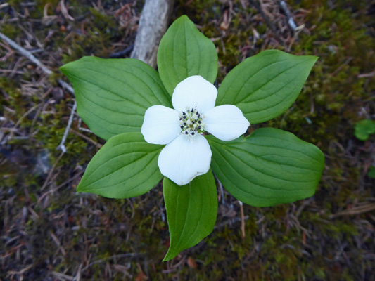 bunchberry (Cornus canadensis)