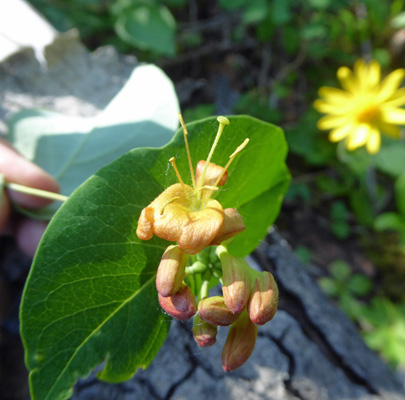 Orange Honeysuckle (Lonicera ciliosa)