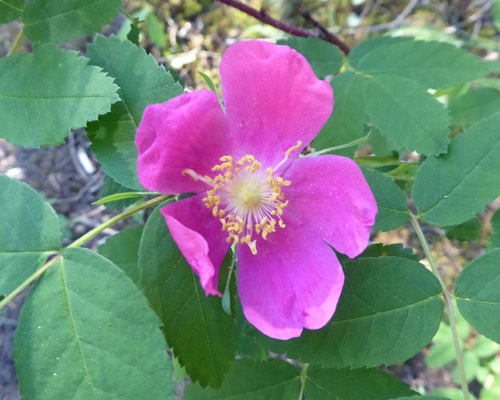 wild rose