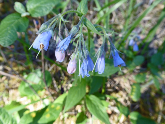 Tall Bluebells (Mertensia paniculata)