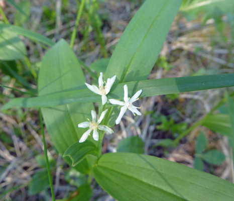 Starry Solomon’s Seal (Maianthemum stellatum)