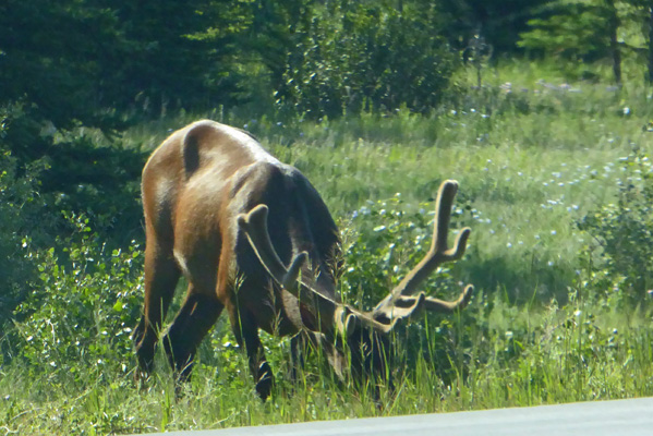 bull elk