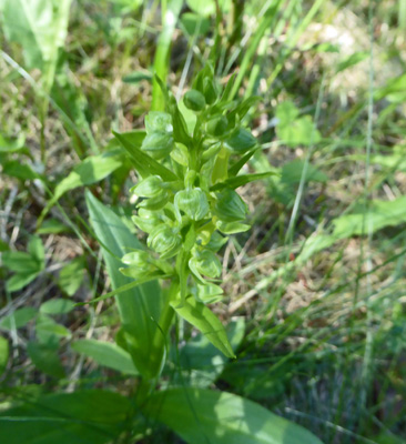 Bluntleaved Orchid (Platanthera obtusata)