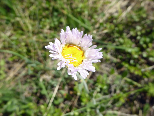 Tweedy's Fleabane (Erigeron tweedyi)