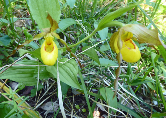 Yellow Ladyslippers (Cypripedium parviflorum)