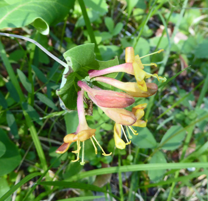 Orange Honeysuckle (Lonicera ciliosa)