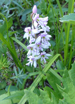 Roundleaf Orchids (Galearis rotundifolia)