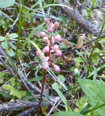 Pink Pyrola (Pyrola asarifolia)