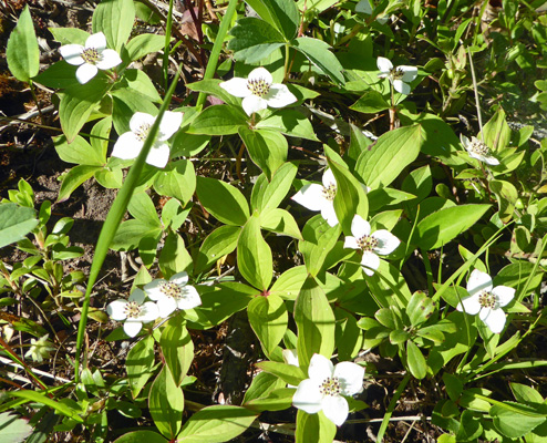 Bunchberries (Cornus canadensis)