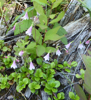 Twinflowers (Linnaea borealis)