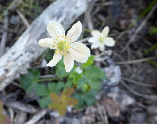 White Globeflower (Trollius albiflorus)