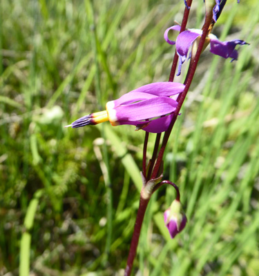 Bonneville Shooting Stars (Primula conjugens)