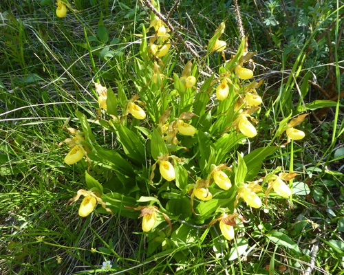 Yellow Ladyslippers (Cypripedium parviflorum)