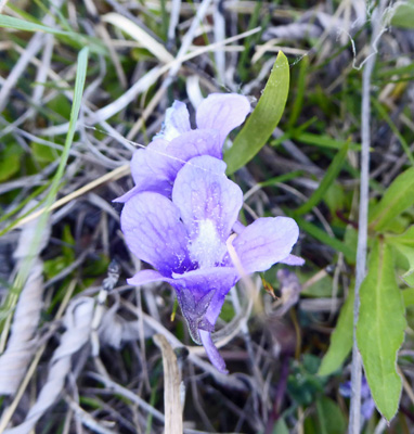 Common Butterwort (Pinguicula vulgaris)