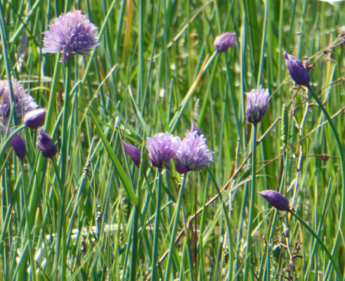 Wild Chives (Allium schoenoprasum)