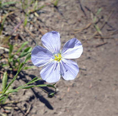  Lewis Flax (Linum lewisii)