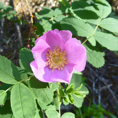 wild rose