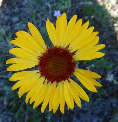 Blanket Flower (Gaillardia aristata)