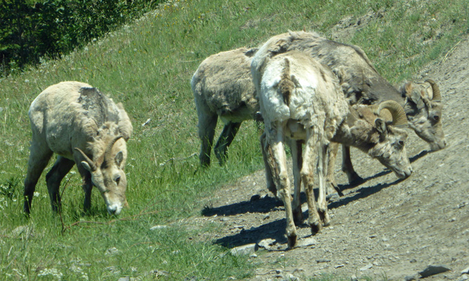 Bighorn sheep