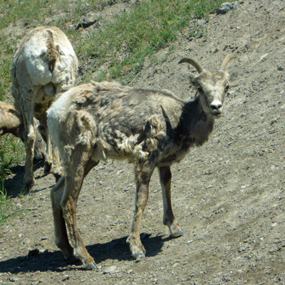 female bighorn sheep