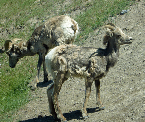 Female bighorn sheep