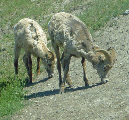 big horn sheep