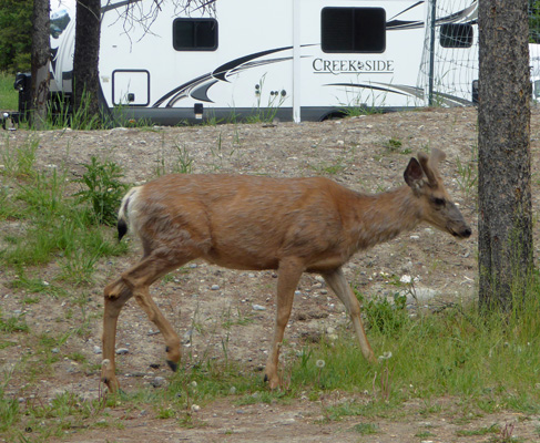 Young bull elk