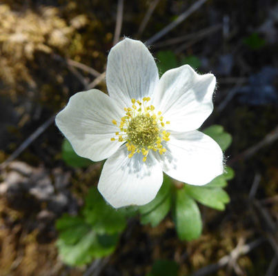 Smallflowered Anemone (Anemone parviflora)