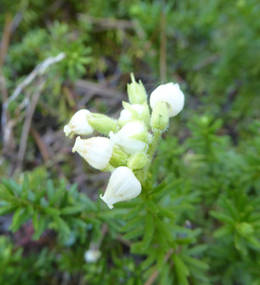 Yellow Mountain-heath (Phyllodoce glanduliflora)