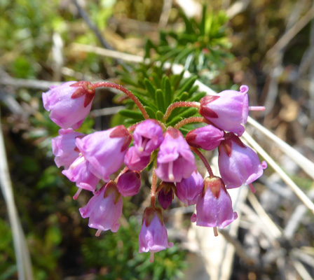 Pink Mountain-heather (Phyllodoce glanduliflora)