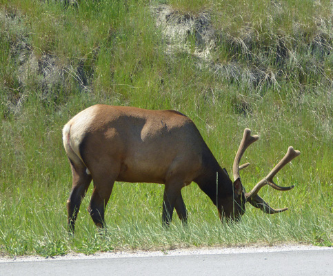 Bull elk