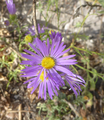 Fall Tansyaster (Dieteria asteroides)