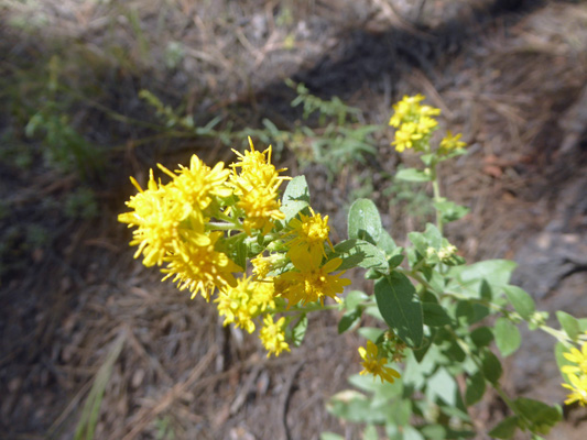 Wright’s Goldenrod (Solidago wrightii)