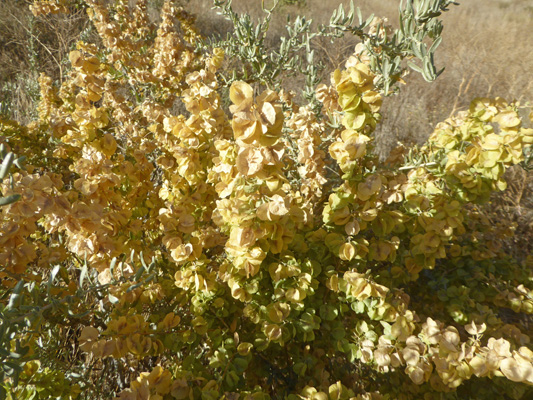 Four-wing Saltbush (Atriplex canescens)