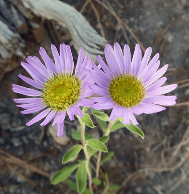 Bigelow's Tansyaster (Dieteria bigelovii).