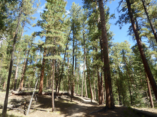 Jemez Falls Trail Ponderosa