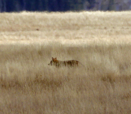 Coyote in the grass