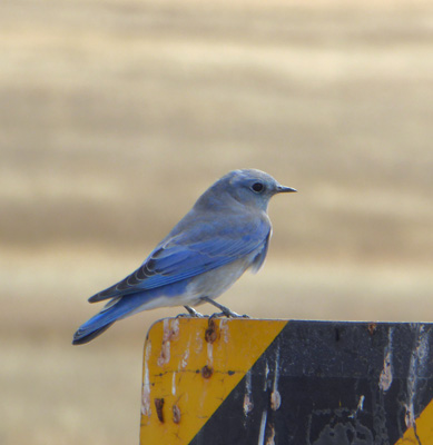 Mountain Bluebirds