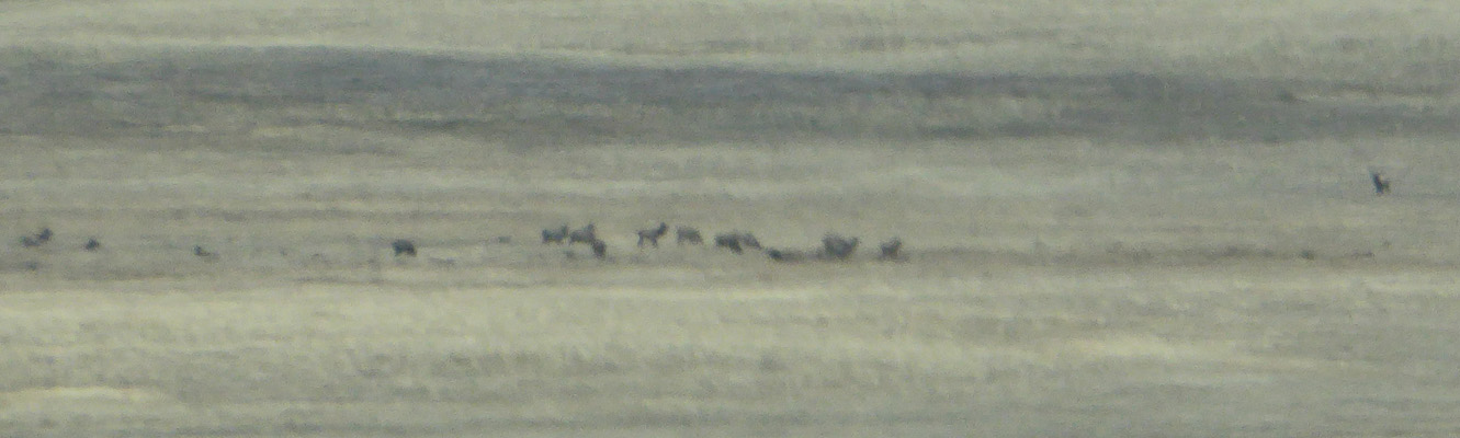 Elk herd