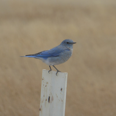 Mountain Bluebird