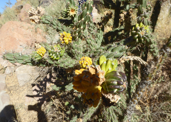 Cane Cholla fruit