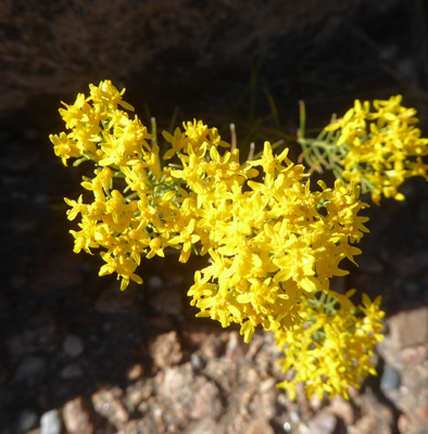 Broom Snakeweed (Gutierrezia sarothrae)
