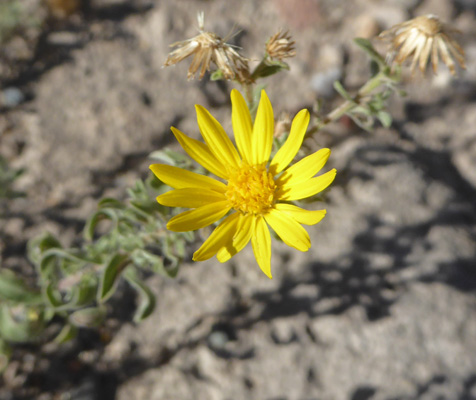 Hairy Goldenaster (Heterotheca villosa)