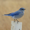 Mountain Bluebird