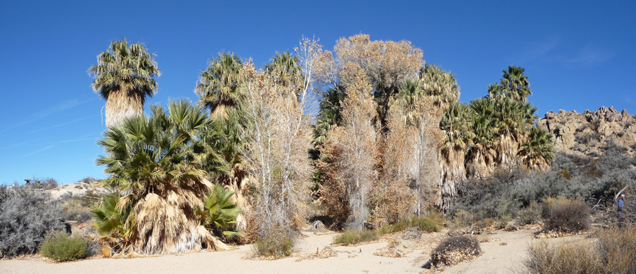 Cottonwood Springs from trail to Moorten's Mill Joshua Tree NP