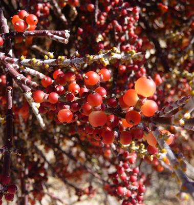 Desert Mistletoe Moorten's Mill trail Joshua Tree NP