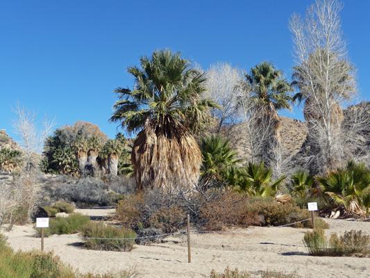 Cottonwood Spring from trail from Moorten's Mill Joshua Tree NP